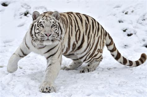 Durante siete noches, a la luz mortecina de un candelabro ridículo nos va a contar su historia. tigre blanco - Pesquisa Google | Tigre siberiano, Tigre de ...