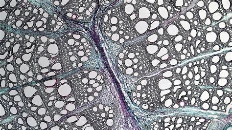 Woody Dicot Stem Pith Rays In Aristolochia Cross Section Flickr