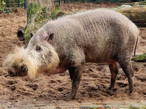 Borneo Bearded Pig Zoochat