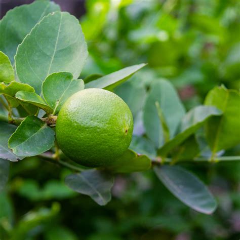 Whats The Best Lime Tree To Buy Yarden