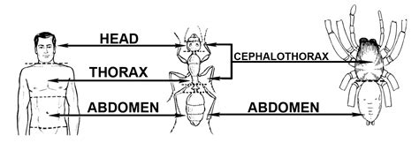 Basic Insect Morphology Science Literacy And Outreach Nebraska