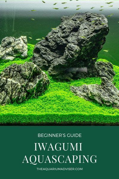 Iwagumi Aquascaping A Beginners Guide Aquascape Freshwater My XXX Hot