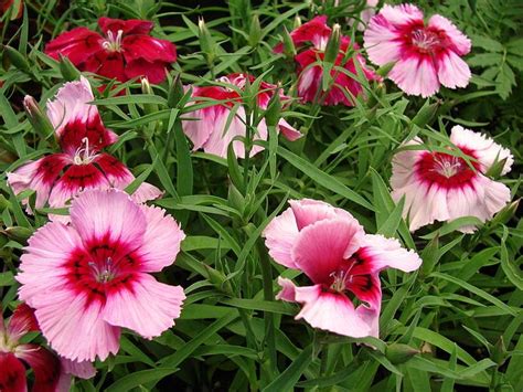 I have one growing in my greenhouse for winter use. Dianthus sp. | Deer resistant flowers, Pretty flowers ...