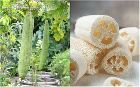 How To Grow Loofah Sponges And 9 Brilliant Ways To Use Them
