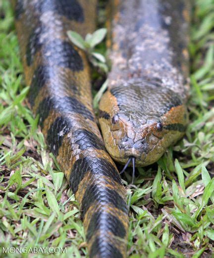 Close Up Of The Green Anaconda Eunectes Murinus The Worlds Longest