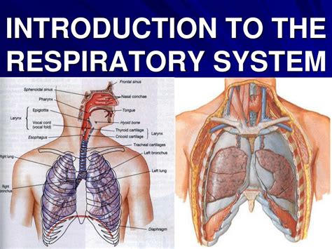 Ppt Introduction To The Respiratory System Powerpoint Presentation