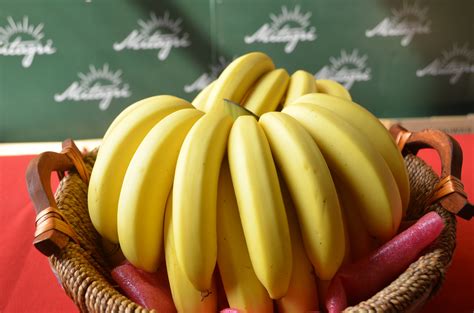 Export Quality Bananas Focus Taiwan
