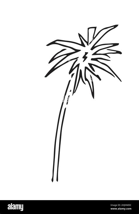 Coconut Palm Tree Fast Casual Style Tropical Plant Hand Drawing