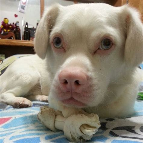 The Difference Between Albino Dogs And White Dogs Albino Dog Albino