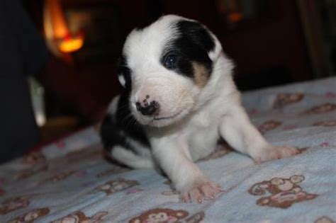 Check spelling or type a new query. Pure Border Collie Puppy Smooth Coat for Sale in Dallas, Oregon Classified | AmericanListed.com