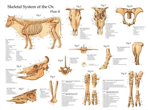 The second largest bone in physique is the tibia, additionally known as the shinbone. Ox Bovine Skeletal Anatomy Poster