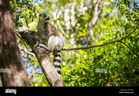 Ring Tailed Lemur Lemur Catta Sitting On Tree In Their Natural Habitat