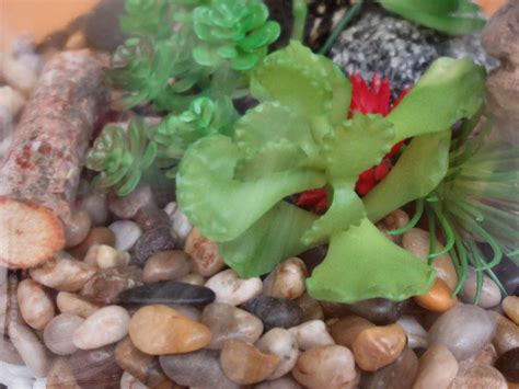 Polished Stones And A Touch Of Red Terrarium Live Plants Plants