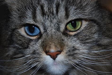 Why Do Some Cats Have Two Different Eye Colors Purrpetrators