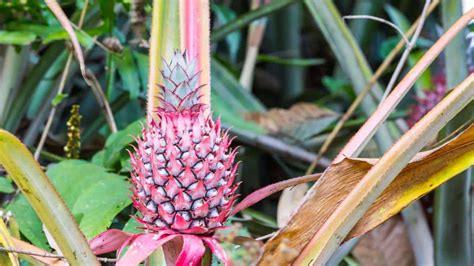 What Is A Pink Pineapple Where To Buy It Complete Guide