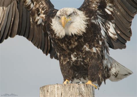 Like many bands of the time, each of the members had multiple specialties: Bald Eagle Close Up - 4 Year Old » Focusing on Wildlife