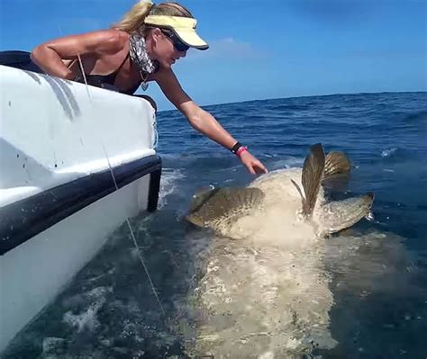 Bikini Beauty Catches Monster Lb Goliath Grouper Off Florida Keys Daily Star