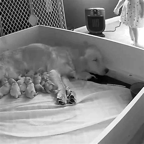 A Little Girl Sneaks Into Her Mother Dogs Room While She Is Feeding