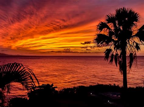 Colorful Sunset Palm Trees Ocean Horizon Romantic Sunset Wallpapers Hd ...