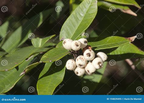 White Berries Of Austromyrtus Dulcis Or Midgen Berry Tree Stock Image
