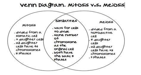Compare and contrast venn diagram example. #Mitosis vs #Meiosis Venn Diagram Comparing and ...