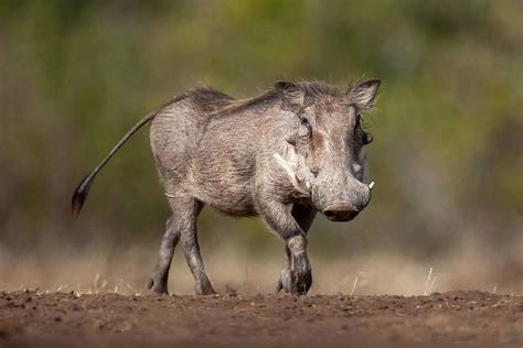 Ugandas Wild Pigs Warthog Bush Pig And Giant Forest Hog