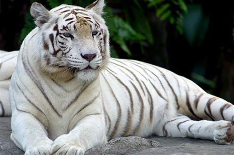 White Tiger Animal Wildlife