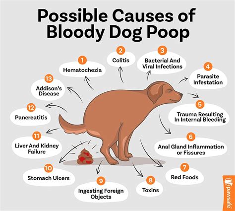 Why Is My Dogs Poop Red Blood 13 Reasons And What To Do Pawsafe