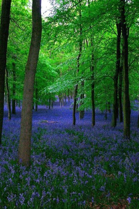 Bluebells In Ashridge Forest Hertfordshire England Bluebells