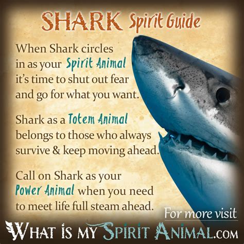Shark Symbolism And Meaning Spirit Totem And Power Animal