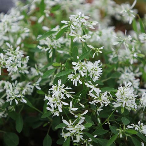 Both heat and drought tolerant, diamond frost? Buy Euphorbia Diamond Frost Euphorbia hypericifolia ...