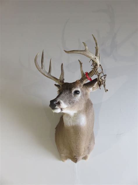 Captains Classic Whitetail Deer Taxidermy Pack Mount For Sale