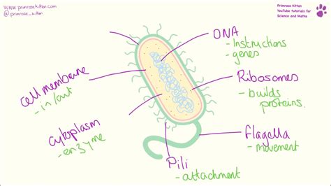Bacterial Cell Structure And Function Youtube