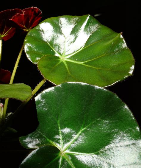 Begonia Acetosa The Dark Green Leaves Have A Deep Red Velv Flickr