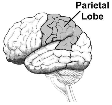 This Shows The Location Of The Parietal Lobe Memory Loss Your Brain