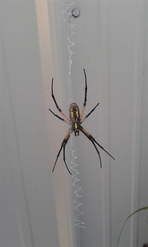 Murray And Candaces Adventures Garden Spider