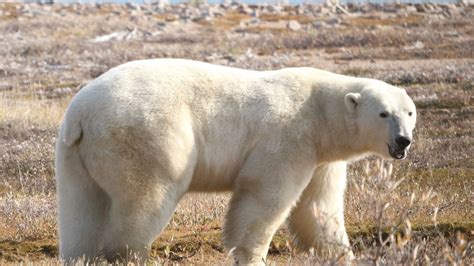 Polar Bears Face Starvation Risk In Longer Ice Free Periods In Arctic