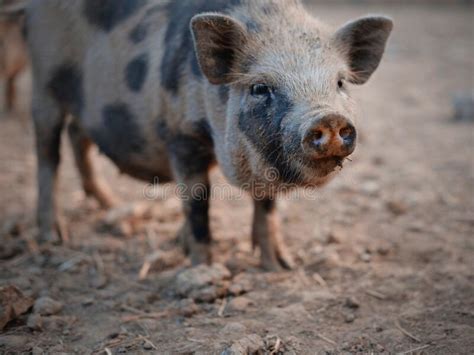 Portrait Of The Pig Stock Image Image Of Animals Village 185787523