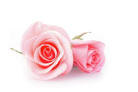 Images Of Pink Roses On White Background