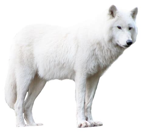 Download Wolf Png Image For Free
