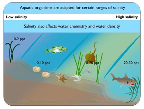 Salt Water Tank Salinity Chart