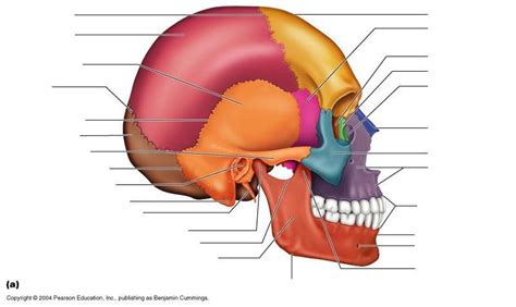 Bio 232 Lab The Axial Skeleton Part 1 Diagram Quizlet