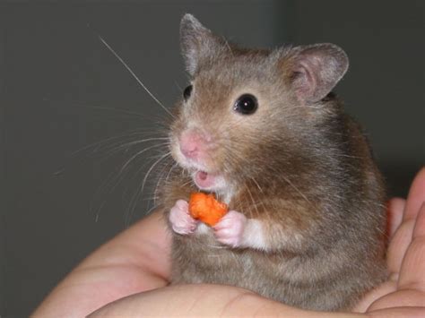 Really Funny Pictures Greedy Hamsters