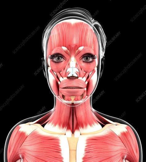 Human Muscular System Artwork Stock Image F0104253 Science