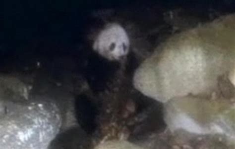 Panda At Chinese Nature Reserve Caught Eating Meat Ny Daily News