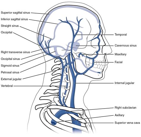 610 Circulatory Pathways Fundamentals Of Anatomy And Physiology