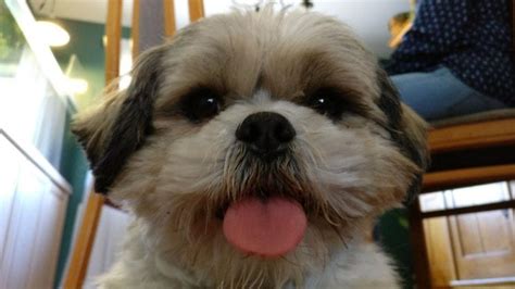 14 Cool Facts You Didnt Know About The Shih Tzu The Paws