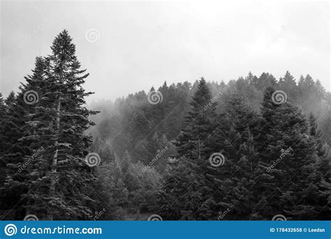 Spruce Trees If Fog Stock Photo Image Of Park Healthy 178432658