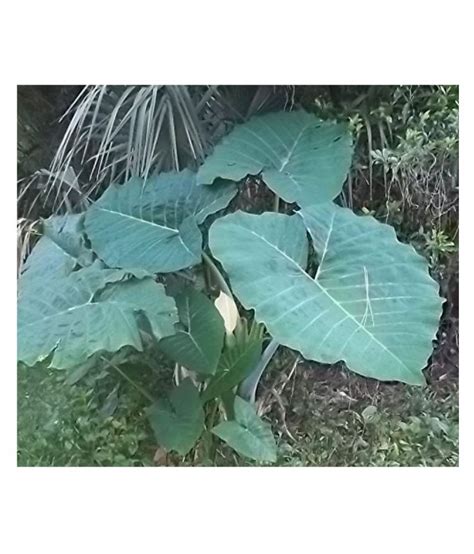 Xanthosoma sagittifolium, the arrowleaf elephant ear, arrowleaf elephant's ear, malanga or american taro, is a species of tropical flowering plant in the genus xanthosoma, which produces an edible. Saraswati Gardens : 5 Bulbs of Elephant Ear Alocasia ...