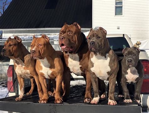 The giant 175lb family pit bullsubscribe: 4,157 Likes, 73 Comments - American Bully🥇 (@americanbully ...